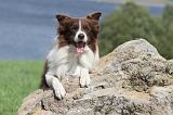 BORDER COLLIE 713